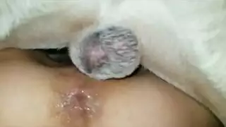 سكس بنات تتناك من كلبها