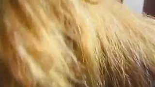أورجي مبادلة مثليين صارم