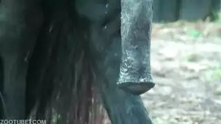 ذيل حصان منمش الناضجة الفرنسي