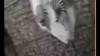 مص قدمي متعرق من فتاة طاجين لقضيب أسود