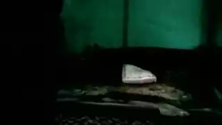جنس مثلي بدائي مع رجال مشعرين بالكامل