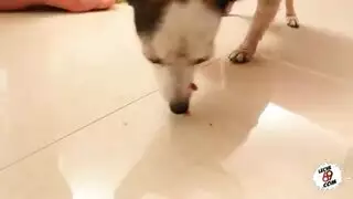 ولدشباي
