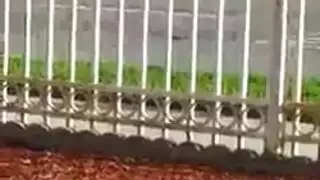 سامية الناضجة الشهوانية تقدم عرضًا إباحيًا صريحًا بلعبها الجنسية