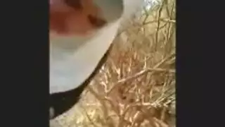 رجلينيكحيوانكلب