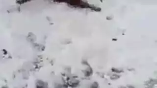 جنس شرجي وطحن مهبل يجعل هذه الكلاب تندي