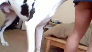 سكس حيوانات عنيف: كلب يأخذها في كل فتحة