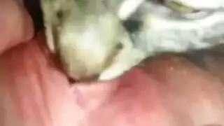 محرم إكس إكس إكس: حركة بين حيوان وبنت
