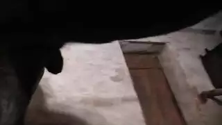 سكس حيواني متوحش: حصان يضرب فرج المرأة المبتل