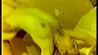 نرجس
