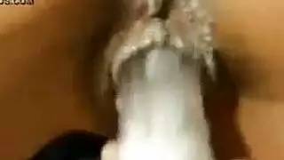 سحاق شوكولا بالكس
