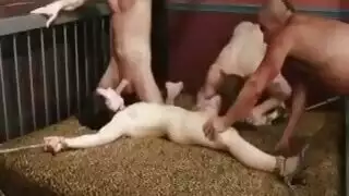 نكاح جماعي خشن على عاهرة مقيدة