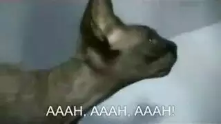 الفاسحة البرية مص وركوب الأولاد ديك