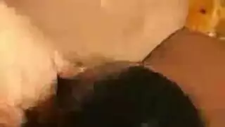 غريب غرفة نوم طوق