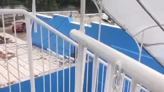الوحش الديك لسان فلبينية الفلبينية