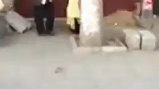 جابونيز