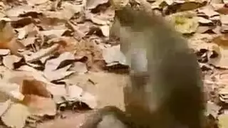 حيوان دوم ينيك ثلاثي البعد