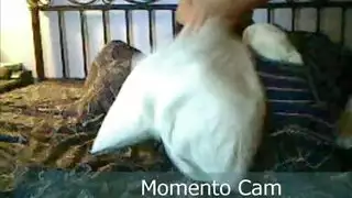 جلسة سكس شيميل قاسية