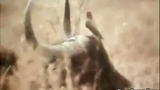 ممثلة إباحية سمراء تتعرض لقذف شرجي