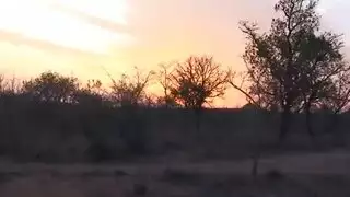 نيك افريقى في الغابة