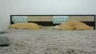 بنات نيك منزلي